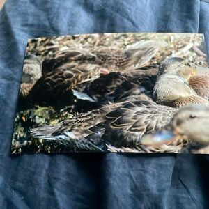 Female ducks huddle together￼